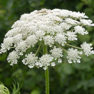 Carrot, Wild Wild Carrot Flower, Water Hemlock, Fantasy Farm, Wild Carrot, Carrot Flowers, Sweet Annie, Wild Flower Meadow, Meadow Garden, Daucus Carota