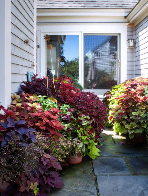 10 Ideas to Steal from Ptown Gardens, collius, Gardenista Coleus Containers, Tanaman Pot, نباتات منزلية, Container Garden Design, Garden Vines, Container Gardening Flowers, Flower Pots Outdoor, Backyard Pool Landscaping, Have Inspiration