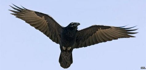 Raven Open Wings, Raven Reference, Raven In Flight, Common Raven, Raven Wings, North American Wildlife, Open Wings, Raven Bird, Black Birds