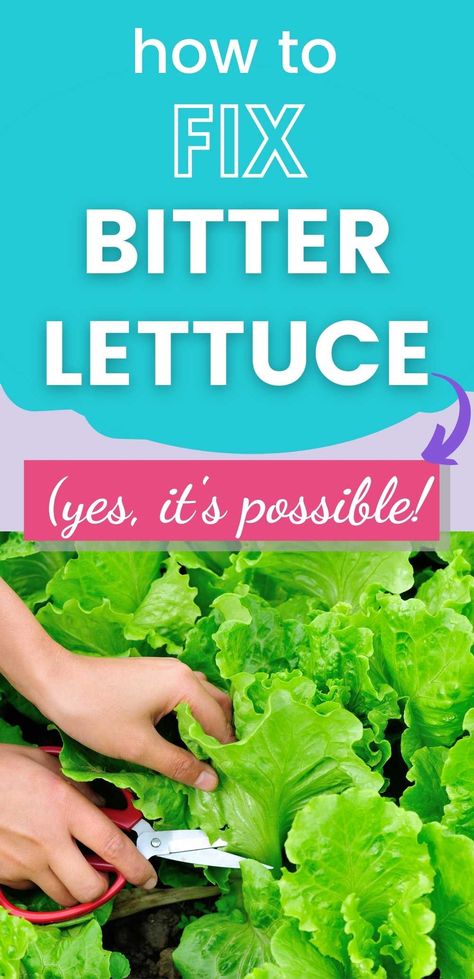 Lettuce Benefits, How To Make Bitters, Bitter Lettuce, Hydroponic Lettuce, How To Harvest Lettuce, Wilted Lettuce, Types Of Lettuce, Lettuce Recipes, Green Lettuce