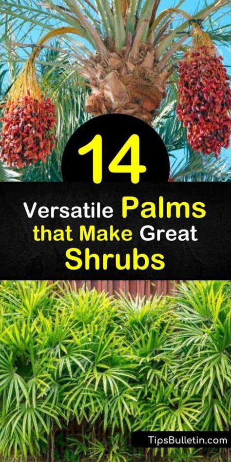 14 Versatile Palms that Make Great Shrubs Mexican Palm Tree, Bottle Palm Tree, Palm Tree Types, Needle Palm, Windmill Palm, Sabal Palm, Unique Landscaping, Mexican Fan Palm, Mexican Palm