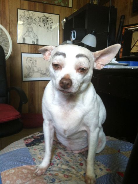 Awkward Internet Trend: Dogs With Makeup Eyebrows Eyebrow Cat, Dog With Eyebrows, Funny Eyebrows, Drawing Eyebrows, Funny Dog Jokes, Funny Dog Faces, Dog Shots, Dog Line Art, Big Dog Breeds