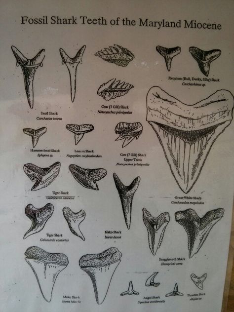 Tiger Shark Tooth Tattoo, Shark Teeth Drawing, Hammerhead Shark Tooth Tattoo, Shark Tooth Drawing, Shark Tooth Drawing Tattoo Ideas, Mako Shark Tooth Tattoo, Shark Tooth Illustration, Shark Tooth Identification, Shark Tooth Tattoo