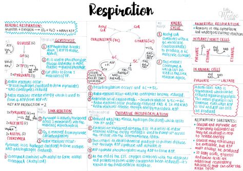 Respiration - A level Biology 1-page summary Alevel Biology, Biology Practical, A Level Biology Revision, Gcse Chemistry Revision, Biology Exam, Gcse Science Revision, Gcse Biology, Biochemistry Notes, As Level