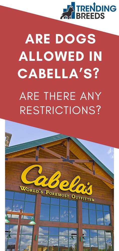 Many pet owners enjoy taking their dogs everywhere with them, including their favorite stores. Not all stores allow pets inside, and some limit the types of breeds that are permitted. Cabela’s is a dog-friendly store, but it’s a good idea to familiarize yourself with their pet policy. Are dogs allowed in Cabela’s? Dog Friendly Stores, Dog Friendly, Pet Owners, Dog Friends, Pet, Dogs