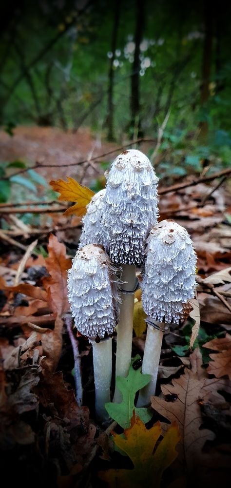 Shaggy Ink Caps Spithandle Woods Shaggy Ink Cap Mushroom, Nature Cosplay, Shaggy Ink Cap, Mushroom Cosplay, Ink Cap Mushroom, Natural Gifts, Drawing Inspiration, Mother Nature, Stuffed Mushrooms