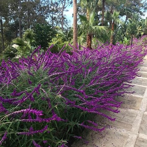 Pool Builders Sydney | Concrete Swimming Pools - Sydney, NSW Flower Hedge, Entertaining Garden, Retaining Wall Design, Concrete Swimming Pool, Hedging Plants, Tropical Backyard, Yard Design, Landscape Projects, Backyard Design