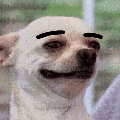 Dog Eyebrow GIF - Dog Eyebrow Funny - Discover & Share GIFs Dog With Eyebrows, Silly Gifs, Dog Treadmills, Dog Treadmill, Dog Animation, Chihuahua Funny, Dog Smells, Good Gif, Animal Pins