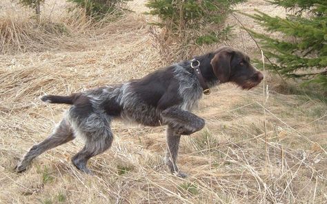 German Wirehair Pointer, German Pointer Wirehaired, Wire Haired Pointer, German Wirehaired Pointer Puppy, German Pointer, Pointer Puppies, Disabled Dog, German Wirehaired Pointer, Hunting Girls