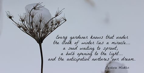 Winter Garden Quotes, Garden In Winter, Queen Anne's Lace, Illustration Quotes, Garden Quotes, Club Ideas, Queen Annes Lace, Garden Club, A Stand