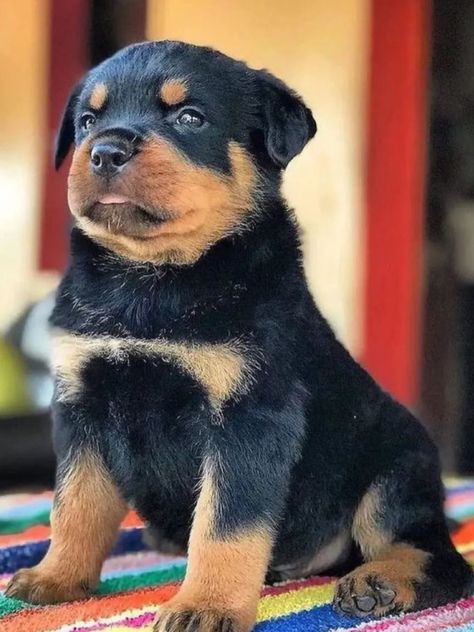 Rot Puppies Rottweilers, Rot Weiler Puppies, Rotwellier Puppy, Rot Weiler, Unique Puppies, Pictures Of Rottweilers, Cute Rottweiler, Pet Shark, Cute Puppies Images