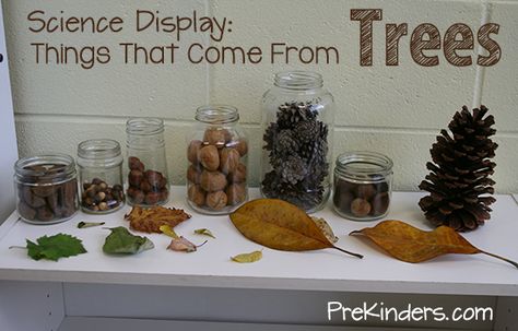 Things That Come from Trees: Science Display Science Center Ideas, Science Center Preschool, Tree Life Cycle, Science Display, Pre-k Science, Science Area, Tree Study, Nature School, Creative Curriculum