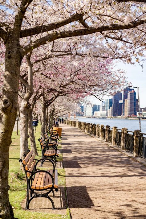 10 BREATHTAKING Spots for Cherry Blossoms in New York City New York Cherry Blossom, Cherry Blossom New York, New York Garden, Yoshino Cherry Tree, Nyc Wallpaper, Brooklyn Botanical Garden, Greenwood Cemetery, Spring In New York, New York Wallpaper