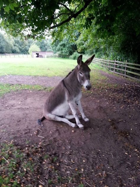 Baby Donkey, Cute Donkey, Donkey Kong, Primates, Sweet Animals, Funny Animal Pictures, Zebras, Animal Photo, Animals Friends