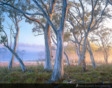 Aussie Outback, Australian Country, Australia Landscape, Australian Trees, Gum Tree, Photo Landscape, Inspirational Photography, Watercolor Landscapes, Australian Landscape