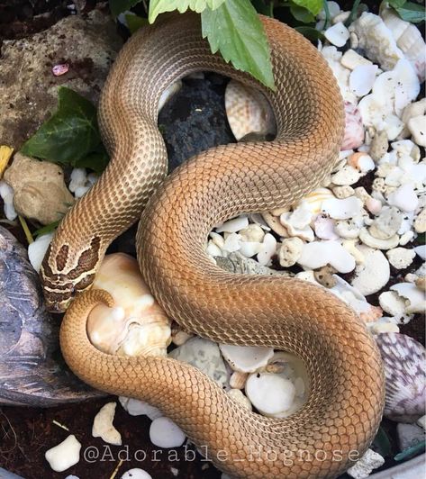 Western Hognose Snake, Pet Snakes, Bearded Dragon Cage, Snake Enclosure, Hognose Snake, Cool Snakes, Pretty Snakes, Largest Snake, Snake Lovers