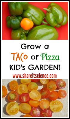 March Projects, Pizza Garden, Growing Oregano, Growing Corn, Varieties Of Tomatoes, Grow Avocado, Pizza Sauce Recipe, Garden Activities, Children's Garden