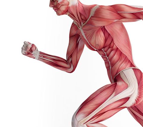 Gain instant access to this beautifully designed Unit on Muscles, where kids will learn all about the Body’s Major Muscles, How Skeletal Muscles Work, Muscle Problems, and more. Access 3 different reading levels perfect for Grades 3-8. Written by subject experts, aligns with standards. Synthetic Muscle, Below The Knee Amputation, Prosthetic Device, Human Muscle Anatomy, Prosthetic Leg, Reduce Hips, Increase Stamina, Muscle Anatomy, Muscle Power