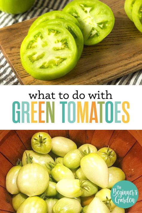 If you have green tomatoes due to an early freeze, here are your options -- both for ripening and for using green tomatoes in recipes. Can You Freeze Green Tomatoes, How To Freeze Green Tomatoes, Freeze Green Tomatoes, Using Green Tomatoes, Canning Green Tomatoes, Green Tomato Pie, Green Tomato Salsa, Green Tomato Relish, Freezing Tomatoes