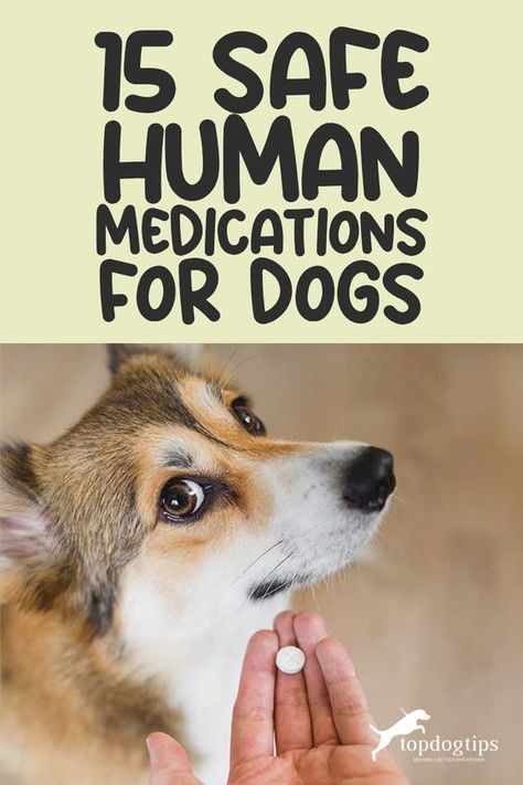 Human Meds For Dogs, Human Medicine Safe For Dogs, Cough Medicine For Dogs, Medicine Safe For Dogs, Dog Meds, Medicine For Dogs, Medicine Safety, Dog Coughing, Meds For Dogs