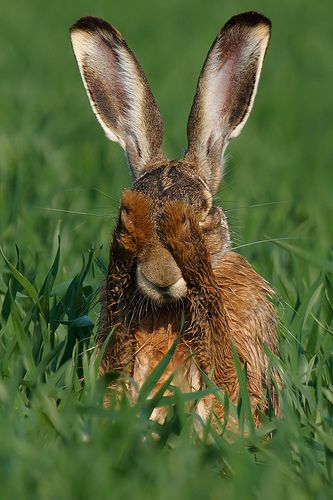 Oh no!!  It's almost Easter ! European Hare Hare Pictures, Dog Snapchats, Wild Hare, Wild Rabbit, Washing Face, Bunny Pictures, Rabbit Art, Wild Life, White Rabbit