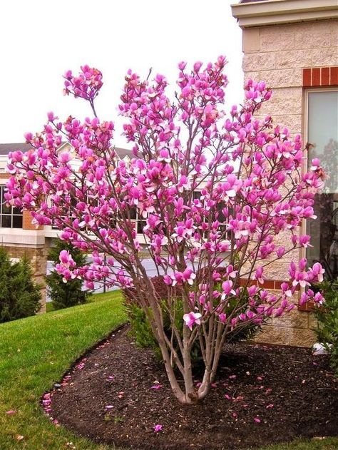 Ann Magnolia, Saucer Magnolia Tree, Landscaping Trees, Front Landscaping, Desain Lanskap, Magnolia Trees, Have Inspiration, Home Landscaping, Garden Trees