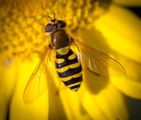 Photo Credit: Brian Rogers Hoverfly  - Hover fly, (family Syrphidae), also called flower fly, or syrphid fly, any member of a family that contains about 6,000 species of insects in the fly order, Diptera. Their various common names refer to the behaviour of hovering around flowers. Hover flies, with their yellow markings, resemble wasps or bees but do not bite or sting. SEE MORE INFO AT ENCYCLOPEDIA BRITTANICA Nouveau Flowers, Hoverfly, Art Nouveau Flowers, Spider Art, Common Names, The Fly, Logo Design Inspiration, Power Rangers, Photo Credit