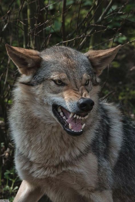 How To Draw Canines, Wolf Snarling Reference, Snarling Dog Reference, Animal Snarling, Dog Snarling Reference, Coyote Reference Photo, Snarling Reference, Wolf Reference Drawing, Angry Wolf Drawing