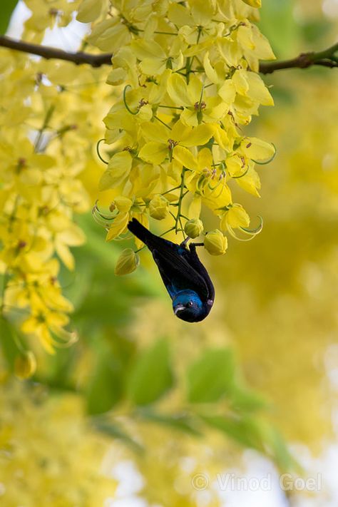 Purple Sunbird on Amaltas flowers. Amaltas is known as "GOLDEN RAIN TREE " In India, by Vinod Goel Amaltas Flowers, Amaltas Tree, Golden Rain Tree, Rain Tree, Golden Flower, Tree Line, Indian Gods, Flower Beauty, Animals Friends