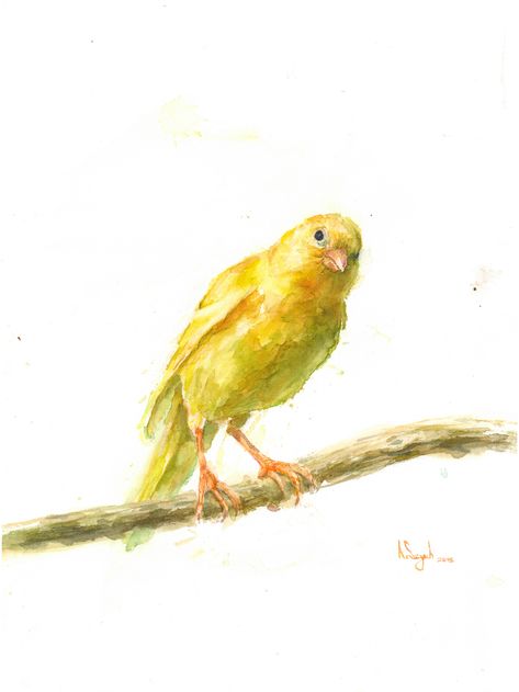 "Canary", watercolour, Andrzej Szych, 2015 Canary Birds, Finches Bird, Summer Illustration, Watercolor Paintings Easy, Watercolor Painting Techniques, Artist Portfolio, Watercolor Inspiration, Bird Drawings, Copyright Infringement