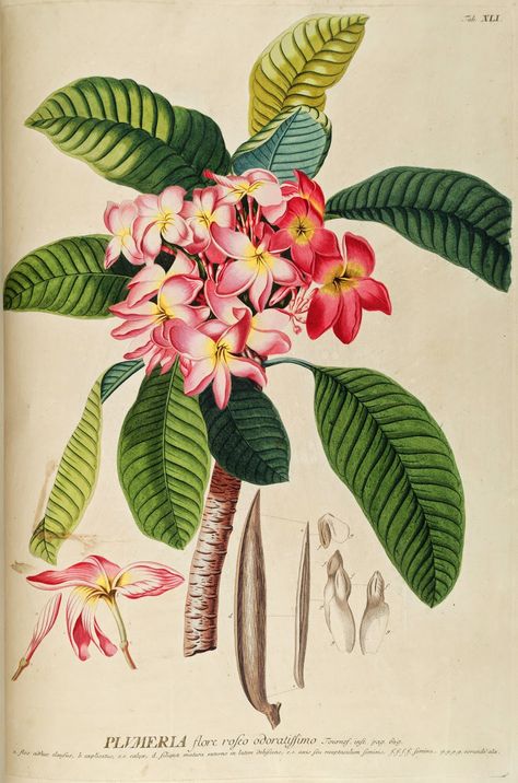 HOW TO GROW THE FRANGIPANI TREE- Plumeria rubra var. acutifolia |The Garden of Eaden Plumeria Flowers, Vintage Tropical, Illustration Botanique, Botanical Print Set, Cleveland Museum Of Art, Botanical Illustrations, Botanical Drawings, Flower Clipart, Coastal Art