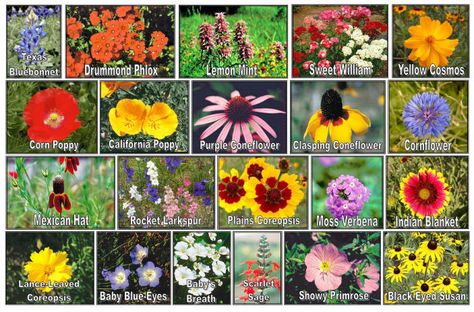 I love flowers!!! Oklahoma Native Flowers, Oklahoma Flowers, Wildflower Chart, Fridge Painting, Leaf Identification Chart, British Wildflowers, Texas Trees, Leaf Identification, Red Wildflowers