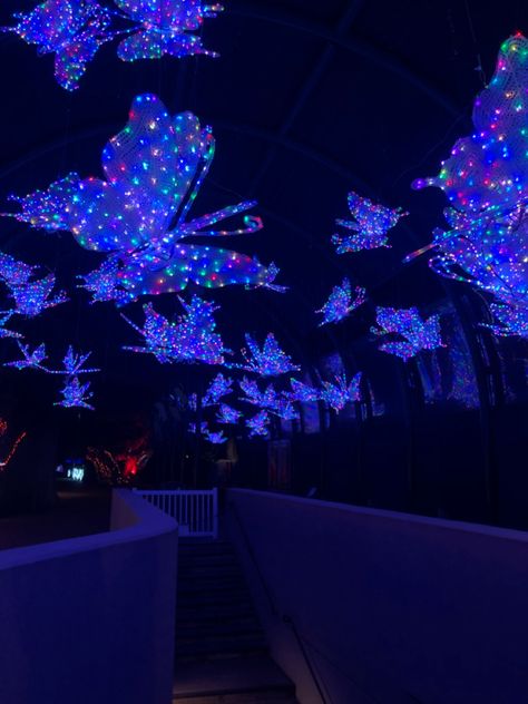 LED butterfly lights, christmas, houston zoo, purple, aestheic Butterfly Lights, Led Butterfly, Houston Zoo, Butterfly Lighting, Lights Christmas, At Night, Houston, Butterflies, Led