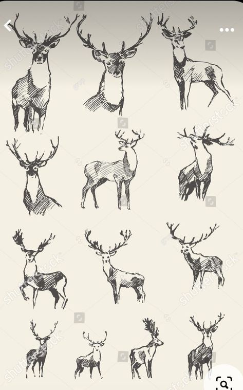 Deer Sketch Tattoo, Elk Drawing Sketch, Deer Illustration Design, Deer Illustration Art, Deer Sketch Simple, Elk Head Drawing, Deer Drawing Reference, How To Draw A Deer, Deer Art Illustration