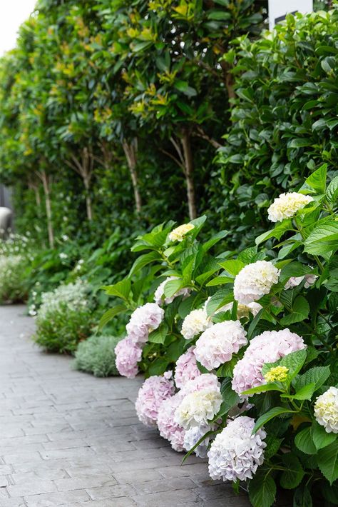 A landscaped garden is reimagined to create an elegant poolside oasis | Home Beautiful Relaxing Garden, Oasis Home, Hydrangea Landscaping, Landscaped Garden, Hedging Plants, Alfresco Area, Pink Hydrangea, Garden Fountains, Propagating Plants