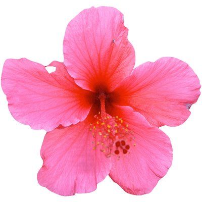 Colour Paper Flowers, Flower Cutout, Pink Hibiscus, Fabric Wall Decals, Name Wall Decals, How To Make Paper Flowers, Hawaiian Flowers, Great Wall, Arte Animal