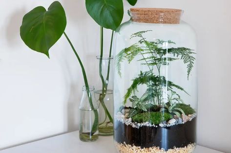 Terrarium ideas - asparagus fern in a sealed bottle Asparagus Fern Terrarium, Beginner Plants, Fern Terrarium, Asparagus Setaceus, Asparagus Densiflorus, Best Terrarium Plants, Grow Asparagus, Closed Terrarium Plants, Holly Shrub