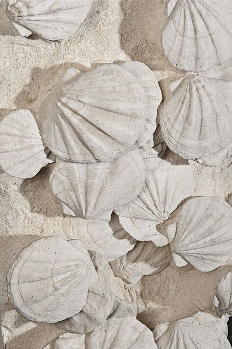 Sand Color Aesthetic, Shells Texture, Color Aesthetic, Engineer Prints, Mood Images, Magic Aesthetic, Coastal Life, Southern France, Scallop Shells