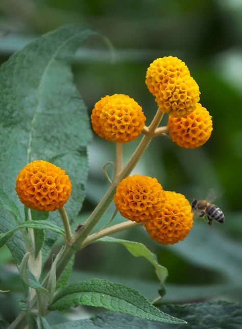 Buddleja Globosa, Nature's Bounty, Sugar Flowers, Rare Plants, Tropical Garden, Front Garden, Garden Styles, Orange Flowers, Garden Inspiration