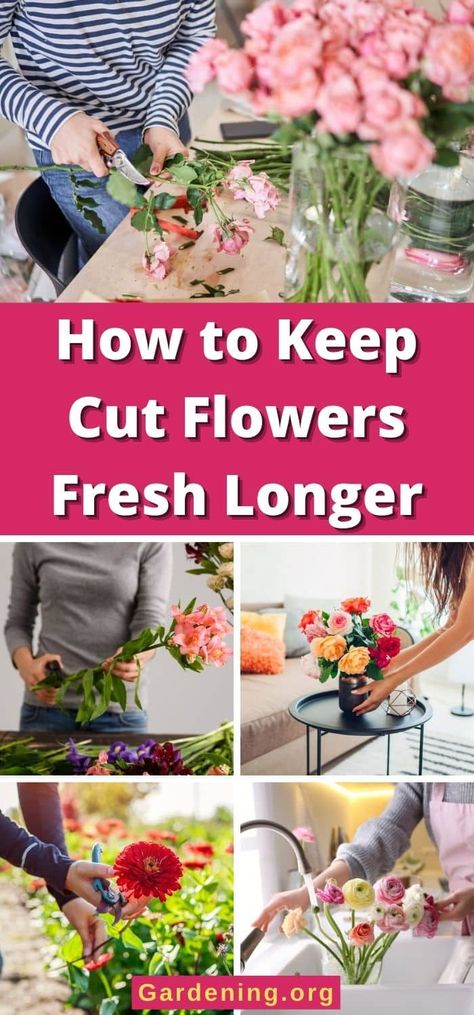 How to Keep Cut Flowers Fresh Longer Flowers Last Longer, Diy Compost, Plant Diseases, Houseplants Indoor, Flower Food, Fresh Cut Flowers, Seed Starting, Water Flowers, Edible Flowers