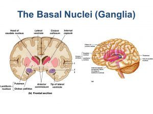 Anatomy of basal nuclei (basal ganglia) & Disorders of basal ganglia motor circuits Basal Ganglia Anatomy, Reticular Formation, Circuits Science, Caudate Nucleus, Internal Capsule, Reticular Activating System, Basal Ganglia, Corpus Callosum, Cerebral Cortex