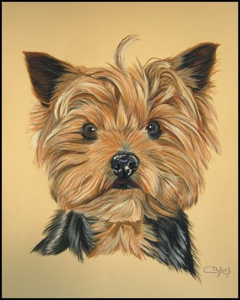 Le blog animalier : Portraits d'animaux Yorkie Painting, Dog Portraits Painting, Pinterest Art, Pencil Sketch Drawing, Colored Pencil Artwork, Pastel Sec, Pet Rocks, Learn Art, Color Pencil Art