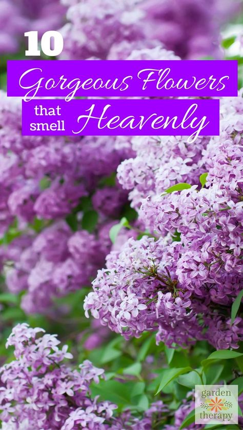 10 gorgeous fragrant flowers for your garden that smell heavenly Lilac Trees, Lilac Plant, Lilac Tree, Fragrant Garden, Fragrant Plant, Flower Shops, House Landscaping, Flower Landscape, Flower Care