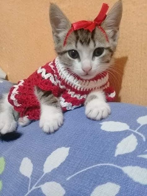 Kitten Sweater, An Organized Home, Funny Looking Cats, Organized Home, Cat Hacks, Silly Cats Pictures, Kittens And Puppies, Cute Kitty, Cat Owner