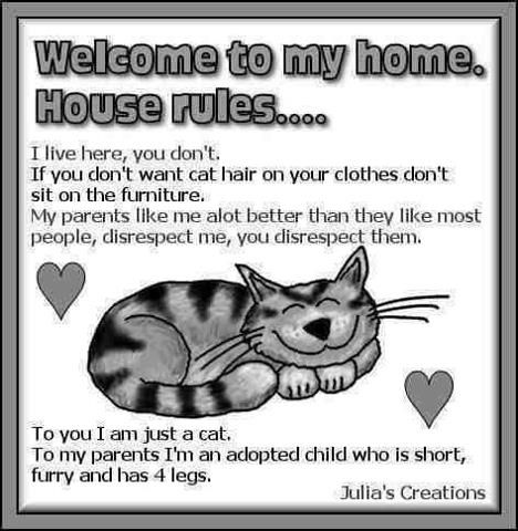 My cats make the rules for every being in the house...human or otherwise. Senior Cat, House Rules, Cat People, Cat Quotes, Cat Care, Animal Quotes, Cats Meow, Crazy Cat Lady, My Cat