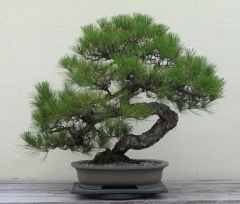 Japanese Black Pine Tree, Black Pine Bonsai, Bonsai Fertilizer, Black Pine Tree, Japanese Black Pine, Japanese Bonsai Tree, Albizia Julibrissin, Bonsai Care, Pine Bonsai