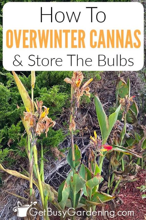 Unless your climate is warm, keeping canna lilies alive through the winter requires a few extra steps. But it can save money on new plants each year, and keep your favorite varieties growing. In my comprehensive guide on overwintering canna lilies I share several ways to bring them indoors for the cold season. From keeping canna bulbs in pots or in dry winter storage, there’s bound to be a method that works for you. With my detailed canna lily winter care tips, even beginners can tackle this. Canna Lily Landscaping, Cana Lillies, Canna Lily Care, Canna Lily Garden, Cana Lily, Winter Planting, Calla Lily Bulbs, Canna Bulbs, Canna Lilies