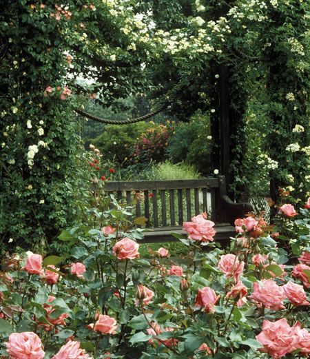 Mha Wattpad, Funny Vine, Cottage Rose, Garden Wallpaper, Secret Gardens, Cottage Core Aesthetic, London Park, The Secret Garden, English Rose