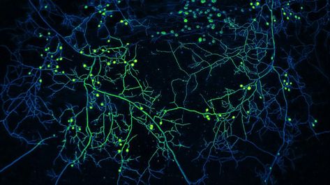 Underground World of Fungi to Be Mapped for the First Time - EcoWatch Mycorrhizal Fungi, Soil Microorganisms, Carbon Sink, Carbon Cycle, Amazon Forest, Underground World, Jane Goodall, Fossil Fuels, Photosynthesis