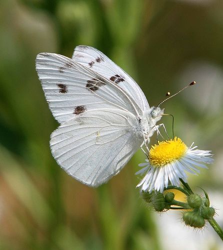 Checkered White (Pontia protodice) | On this stop at Crab Or… | Flickr Beautiful Butterfly Photography, Butterfly Species, 강아지 그림, Cute Galaxy Wallpaper, Your Spirit Animal, Butterfly Photos, Butterfly Pictures, Butterfly Kisses, Fall Plants